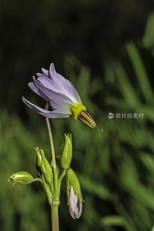 12 decatheon jeffreyi是报春花家族中的一种开花植物，俗称塞拉流星或杰弗里流星。因约县洋葱谷;因约国家森林，内华达山脉东部，加利福尼亚州。